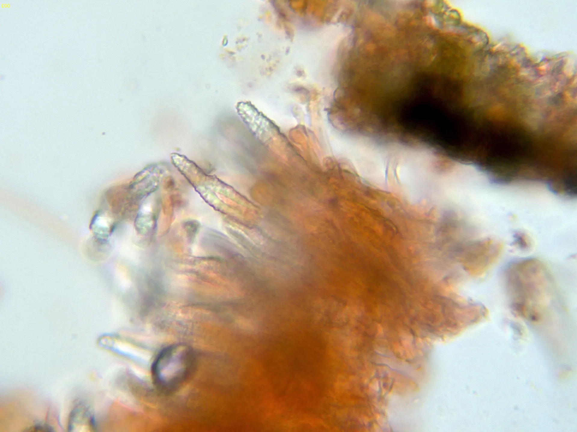 Microscopía de Peniophora pseudoversicolor - 10 - Cistidios-003